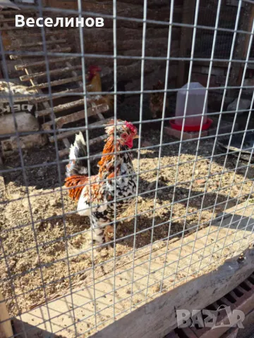 Продавам петле