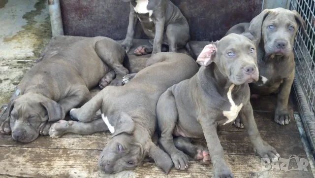 ТОП ЦЕНА!!!Американско були Хл American Bully Xl , снимка 5 - Други - 56049296