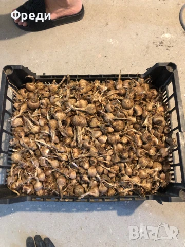 Продавам шафран и шафранови ликовици