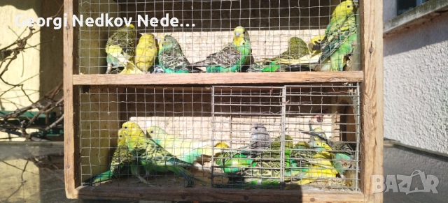 Продавам вълниси папагали