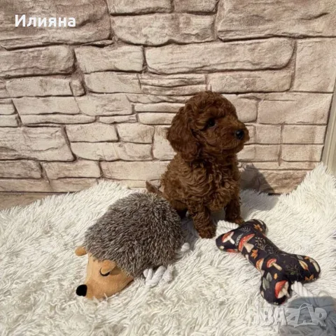 пудел той момчета, снимка 5 - Пудели - 55999177