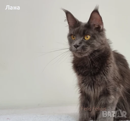 Коте Мейн Кун , снимка 5 - Мейн кун - 51248816