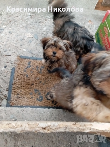 продавам 2 йоркита!.., снимка 8 - Йоркширски териер - 51533373