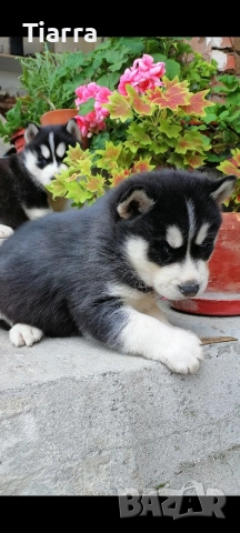 Продавам Кученца Хъски, снимка 2 - Хъски - 52637021