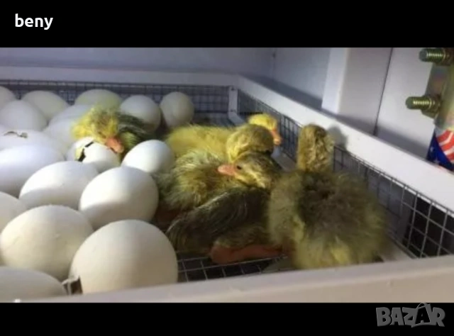 Продавам разплодни  яйца от Каки Кемпбъл и малки патета, снимка 4 - Патици и гъски - 52874486