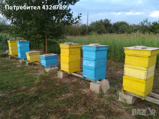 Пчелни кошери, снимка 5 - За пчели - 52003834