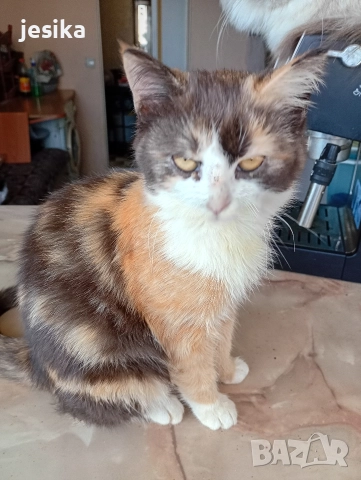 Подарявам малки котенца полуперсийчета с хигиенни навици., снимка 10 - Други - 52129933