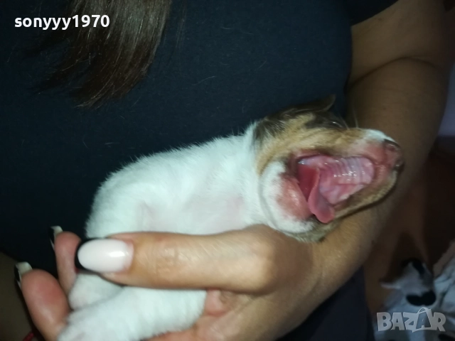 ДЖАК РЪСЕЛ БЕБЕТА-УНИКАЛНИ СЛАДУРИ 250ЛВ ЗА ЕДНО 3008251451, снимка 11 - Джак ръсел териер - 51543246