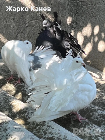 Фенерлии, снимка 7 - Гълъби - 51151904