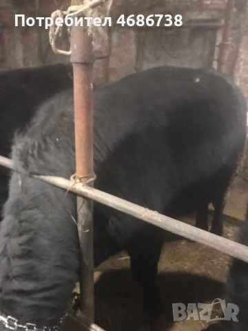 Продавам мъжки телета, снимка 2 - Крави - 53730983