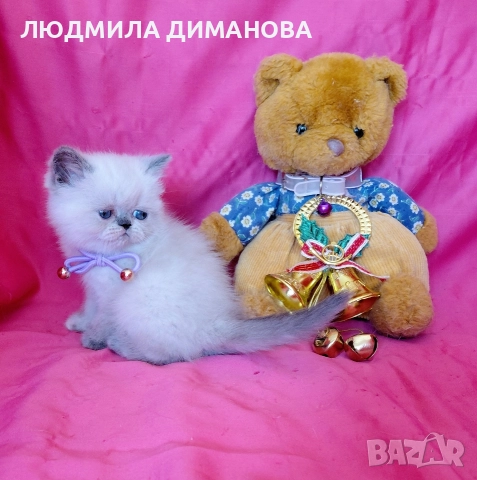 Екзотично момиче със сини очи , снимка 7 - Персийска - 52824159