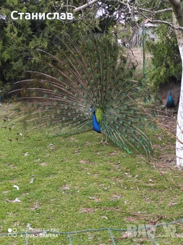 Продавам индийски пауни , снимка 3 - други­ - 50650004