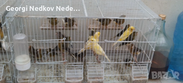 Продавам канари , снимка 2 - Канари - 53762861