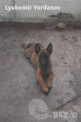 Белгийска малиноа 5 месеца, снимка 2 - Белгийска овчарка - 52382792