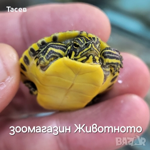 Водни костенурки