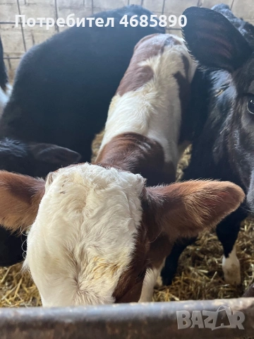 Симентали и абардинчета за продан , снимка 4 - Крави - 53705177