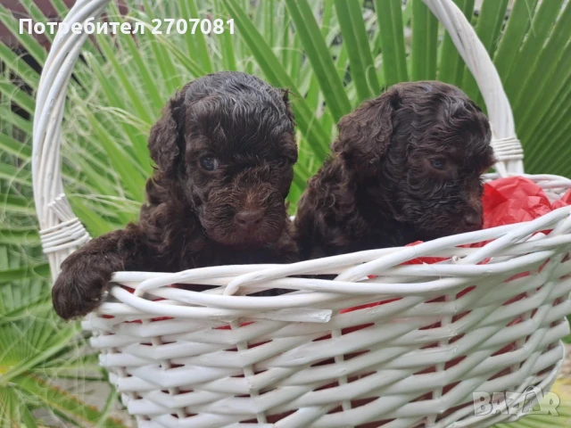 Шоколадови Пудели, снимка 7 - Пудели - 51360640