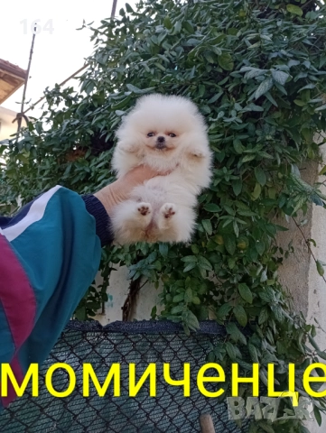 Мини момиченце. Померан. Реални снимки от 19.12.25 г, снимка 2 - Померан - 52809054