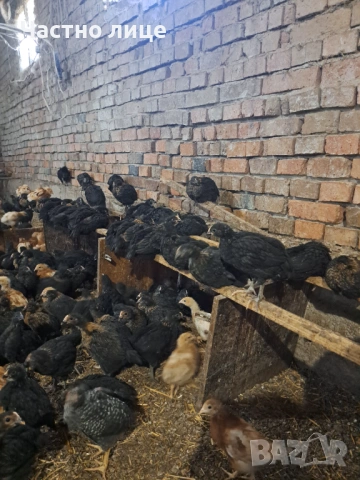 Пилета супер харко, снимка 4 - Кокошки и пуйки - 53442340