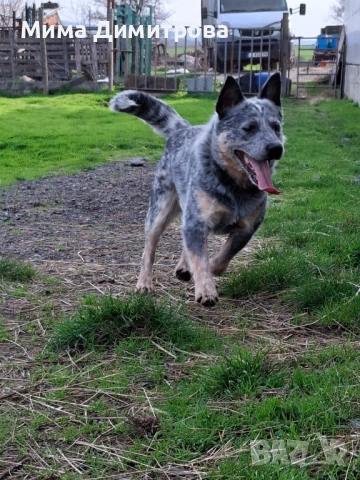 Продавам Кеталдог