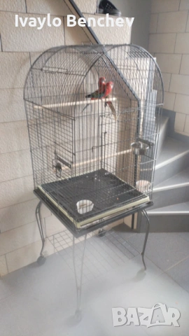 Папагали с кафеза , снимка 3 - Папагали - 53695991