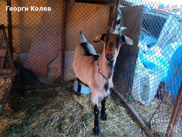 Продавам един пръч и ярета, снимка 5 - Кози - 56362532