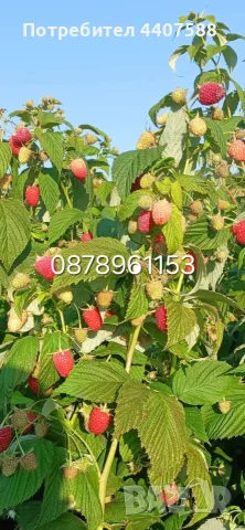 Разсад Ягоди Целогодишни Сортове, снимка 15 - Разсади - 56368977
