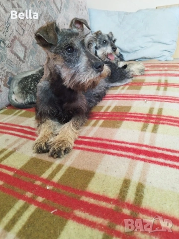 Мини шнауцер , снимка 16 - Други - 53119397