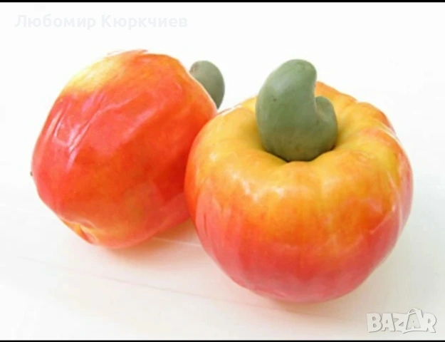 Кашу ядки за садене , снимка 6 - Сортови семена и луковици - 53261713