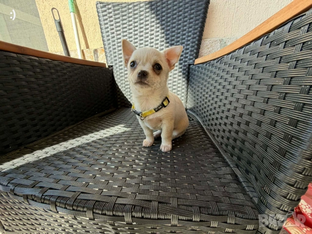 Чипхупинчер Актуално от 14.3.2026