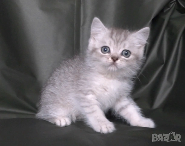 Британски късокосмести котета, снимка 8 - Британска късокосместа - 52373949