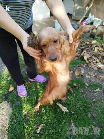 женски Кокер шпаньол