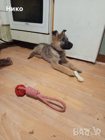 Женска немска овчарка