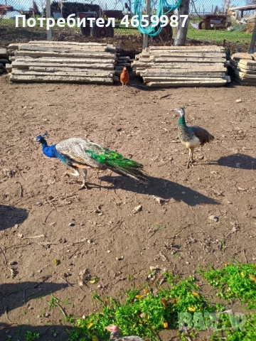 Пауни мъжки и женски , снимка 2 - други­ - 52528127