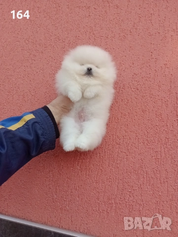 Мъжки Померан. Реални снимки от 06.01.26 г. , снимка 3 - Померан - 53003212