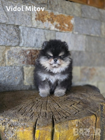 Мини Померан момче , снимка 2 - Померан - 53415473