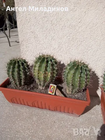 Сандъче с кактуси, снимка 2 - Стайни растения - 50008445