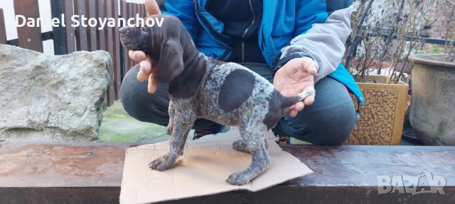 Чистокръвни курцхаари , снимка 4 - Курцхаар - 52946830