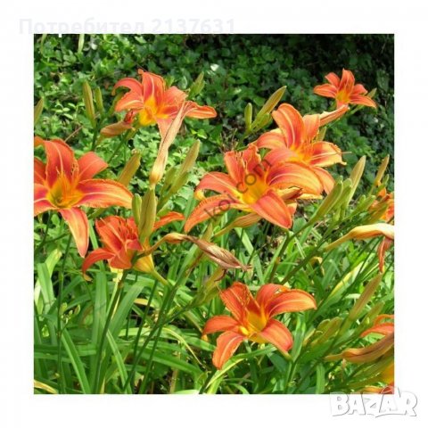 ГРУДКИ от ХЕМЕРОКАЛИС  , ЛУКОВИЦИ от НАРЦИСИ и ЕСЕНЕН ЖЪЛТ МИНЗУХАР  , ГРАДИНСКА ЮКА  , ФИДАНКИ ЛЮЛЯ, снимка 7 - Разсади - 40115255