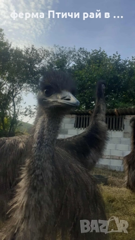 австралийско ему, снимка 3 - други­ - 51688808