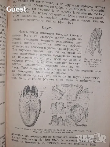 Антропология 1932 год. Учебник за 2ри клас на прогимназията, снимка 3 - Антикварни и старинни предмети - 48695243