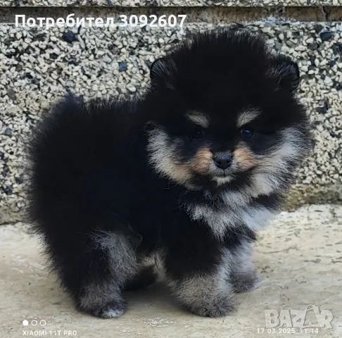 Померан момче, снимка 6 - Померан - 49248628