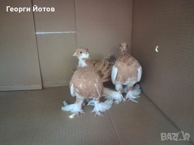 Продавам гълъбите от снимките, снимка 6 - Гълъби - 51548384