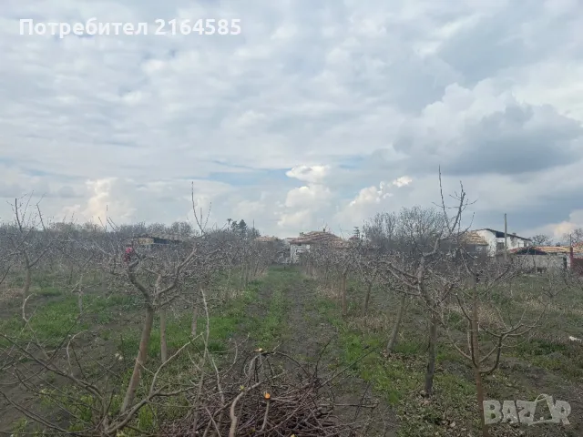 Резитба  на овощни градини, снимка 9 - Други - 44986794