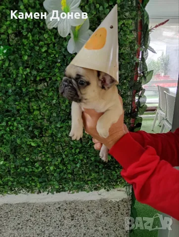 Френски булдог french bulldog , снимка 3 - Френски булдог - 56271586