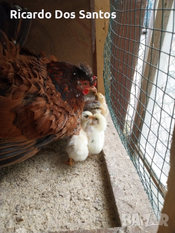 Джинки, снимка 7 - други­ - 52022056