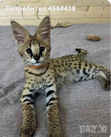 Наличен сервал каракал f1 Каракал със савана f1 котенца, снимка 4 - Други - 51364847