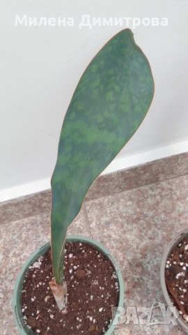 Sansevieria Masoniana - Whale fin ( Сансевиера Китова перка ), снимка 4 - Стайни растения - 51888121