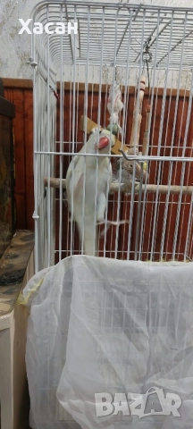 Малък алексадър, снимка 2 - Папагали - 52788961