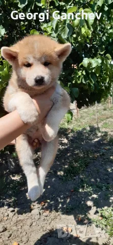 Продавам кученце акита ину , снимка 3 - Акита ину - 55838622